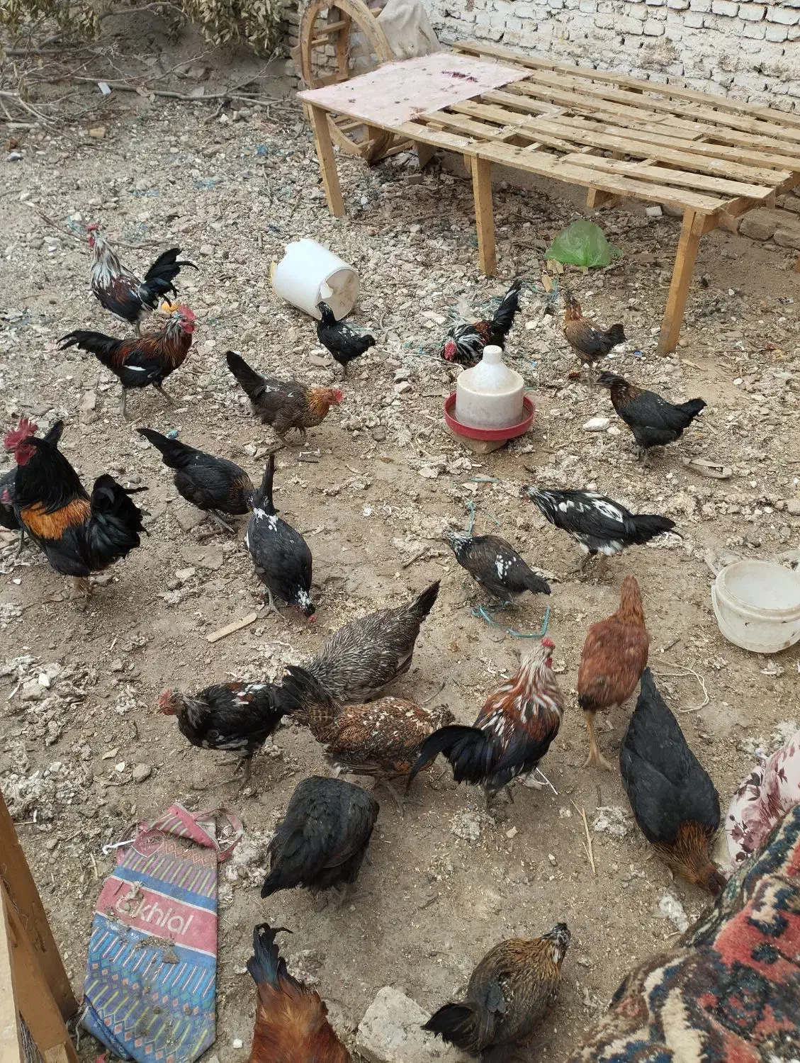 مرغ خروس گلین|حیوانات مزرعه|ملایر, |دیوار