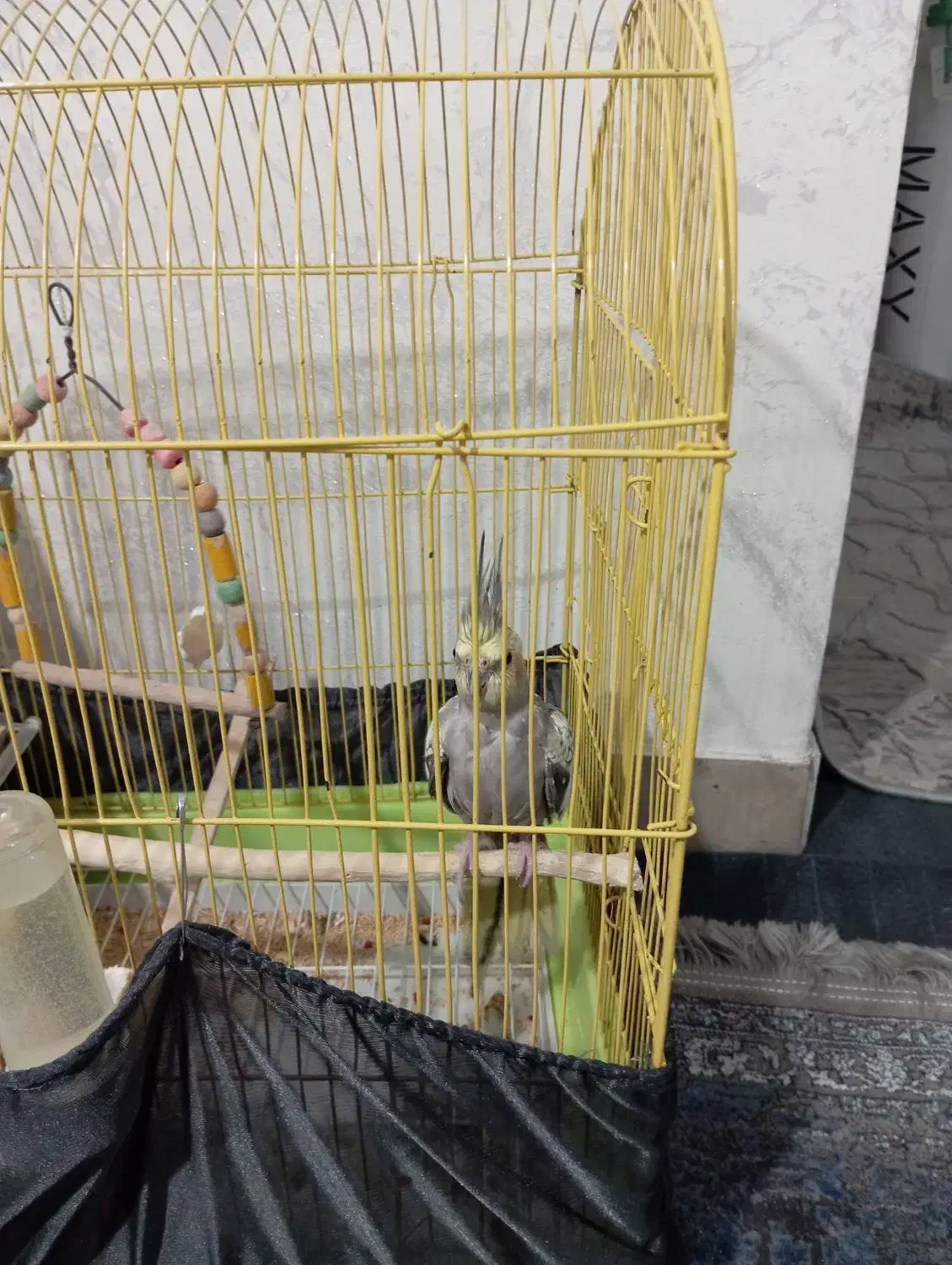 عروس هلندی ماده|پرنده|رباطکریم, مسکن مهر آبشناسان|دیوار