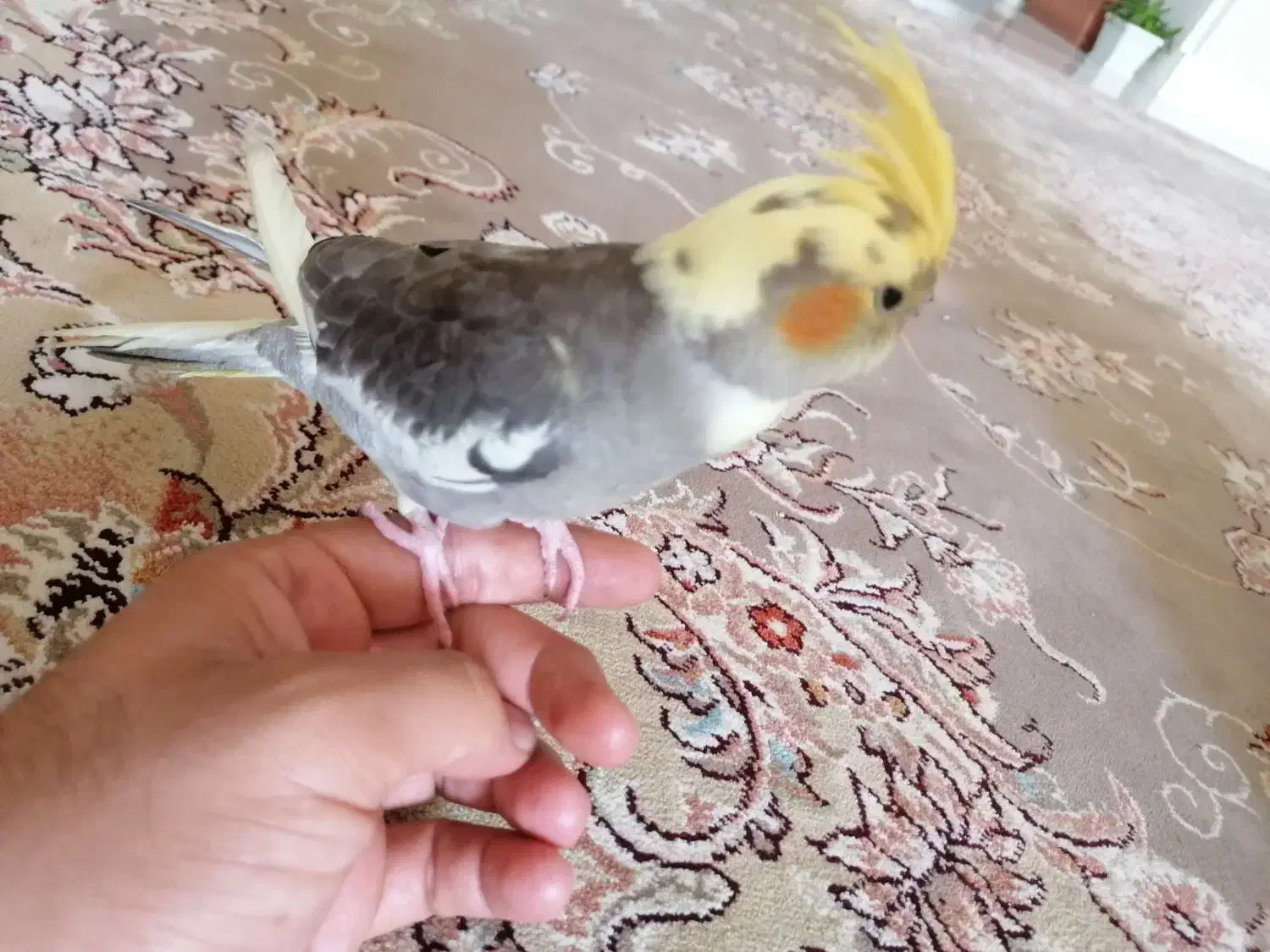 عروس هلندی|پرنده|زرقان, |دیوار