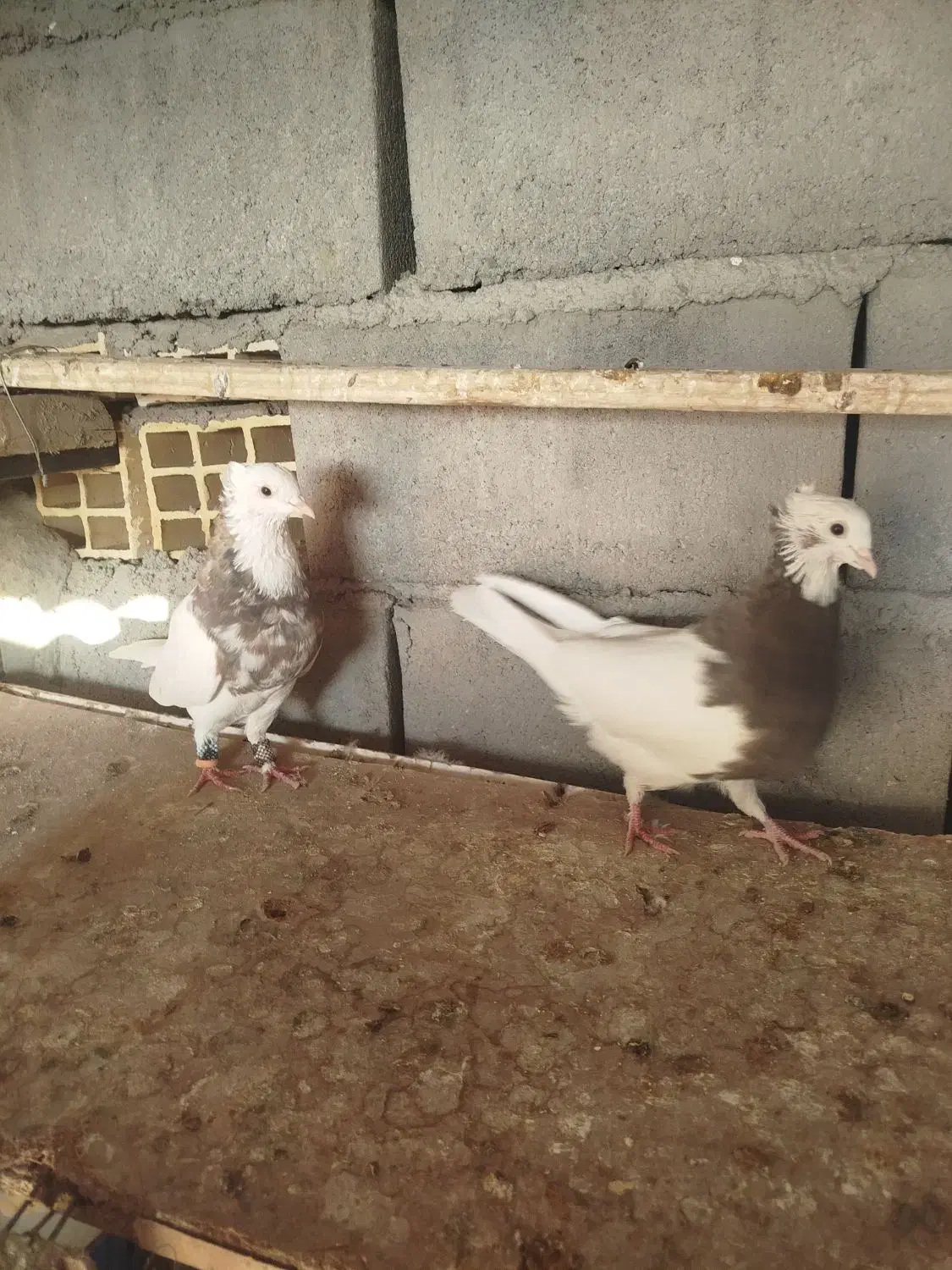 یک جفت طوقی برای فروش قیمت 3میلیون تومان|پرنده|گنبکی, |دیوار