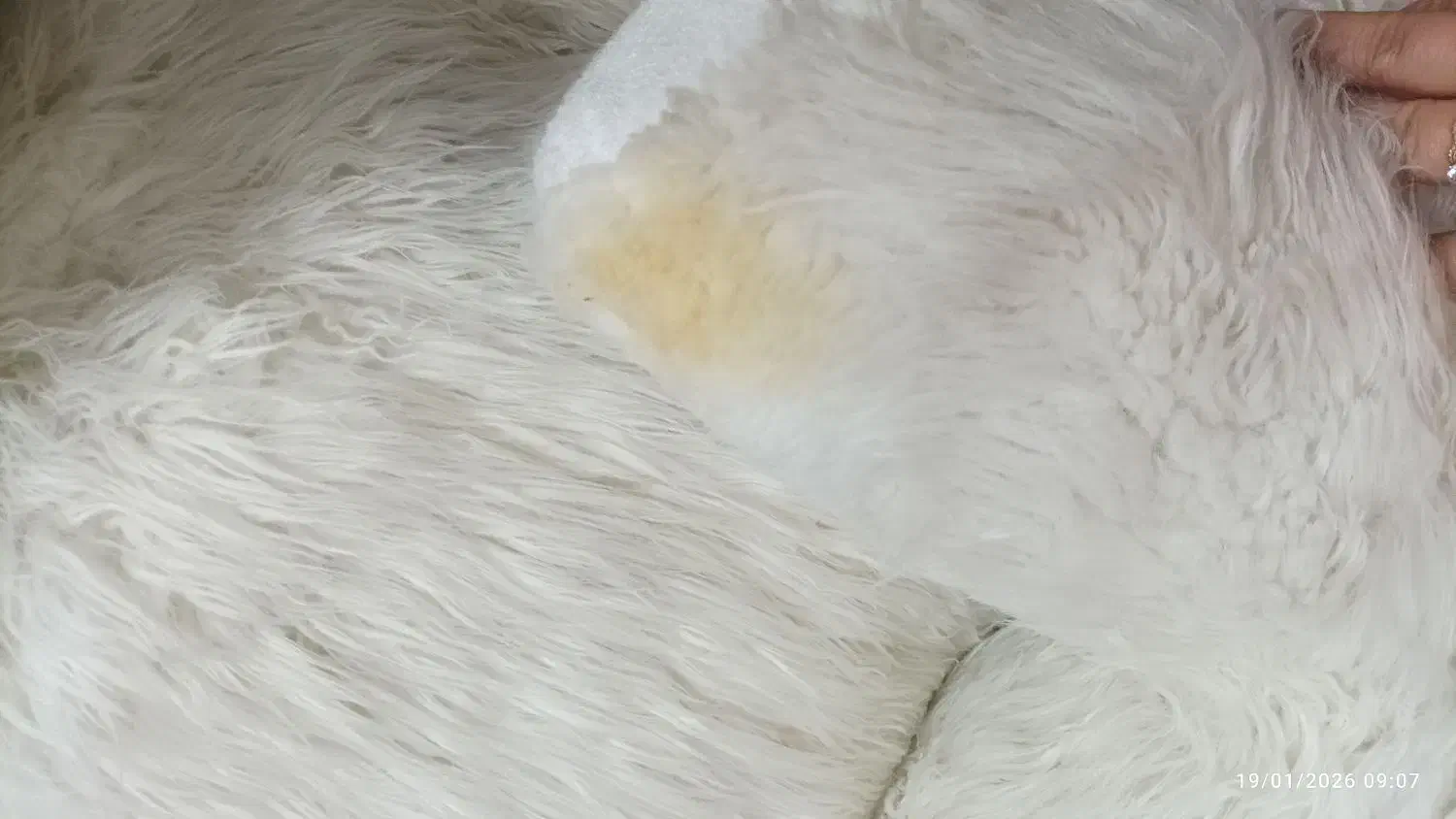 عروسک خرسی یک متری|اسباب‌بازی بچه|رباط‌کریم, رباط‌کریم|دیوار