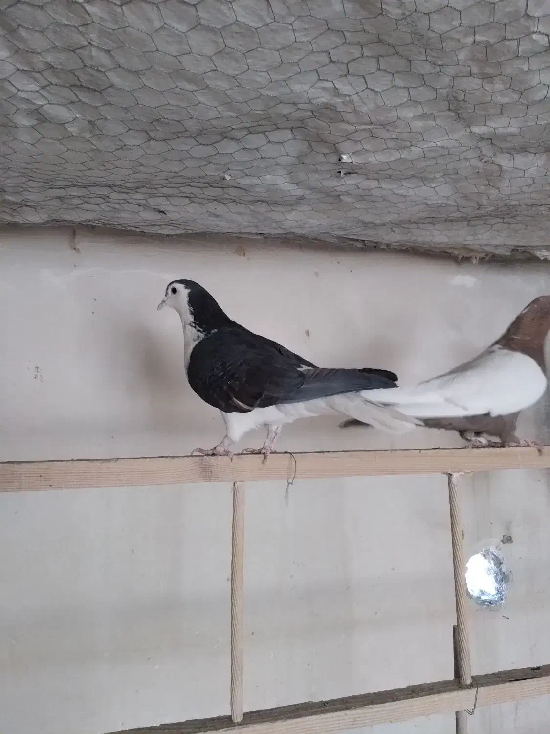 کفتر پرشی و یاهو|پرنده|قم, دورشهر|دیوار