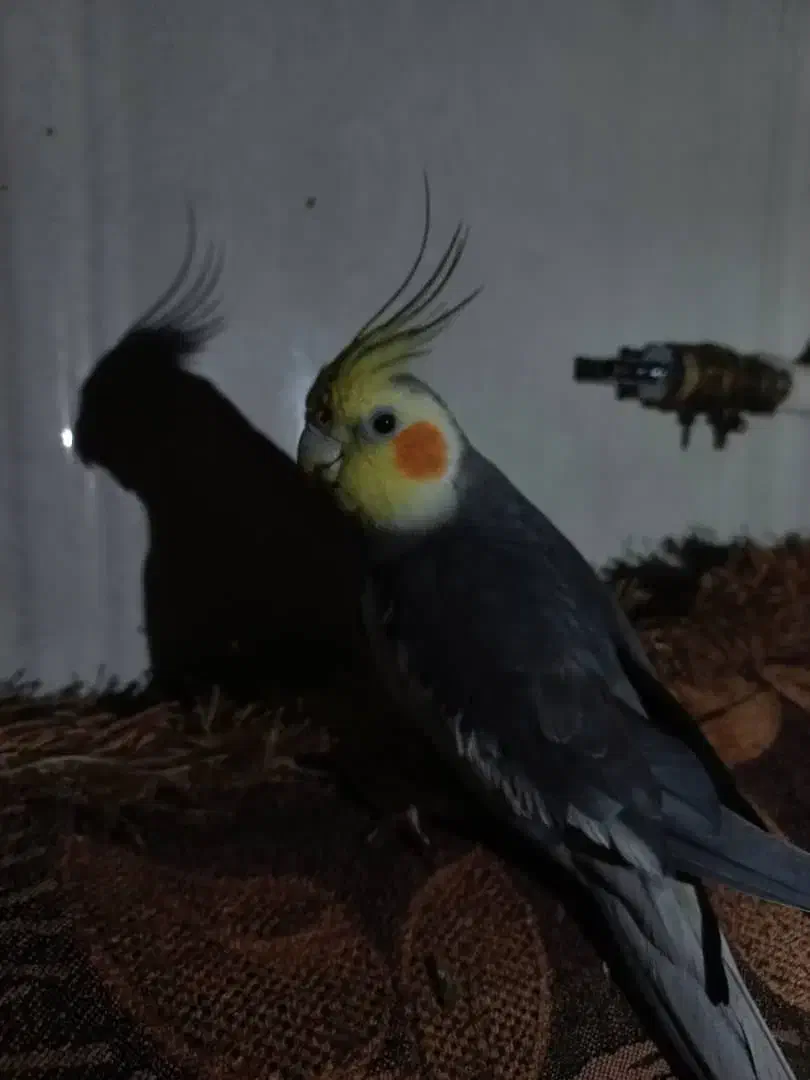 عروس هلندی گمشده|پرنده|لار, |دیوار