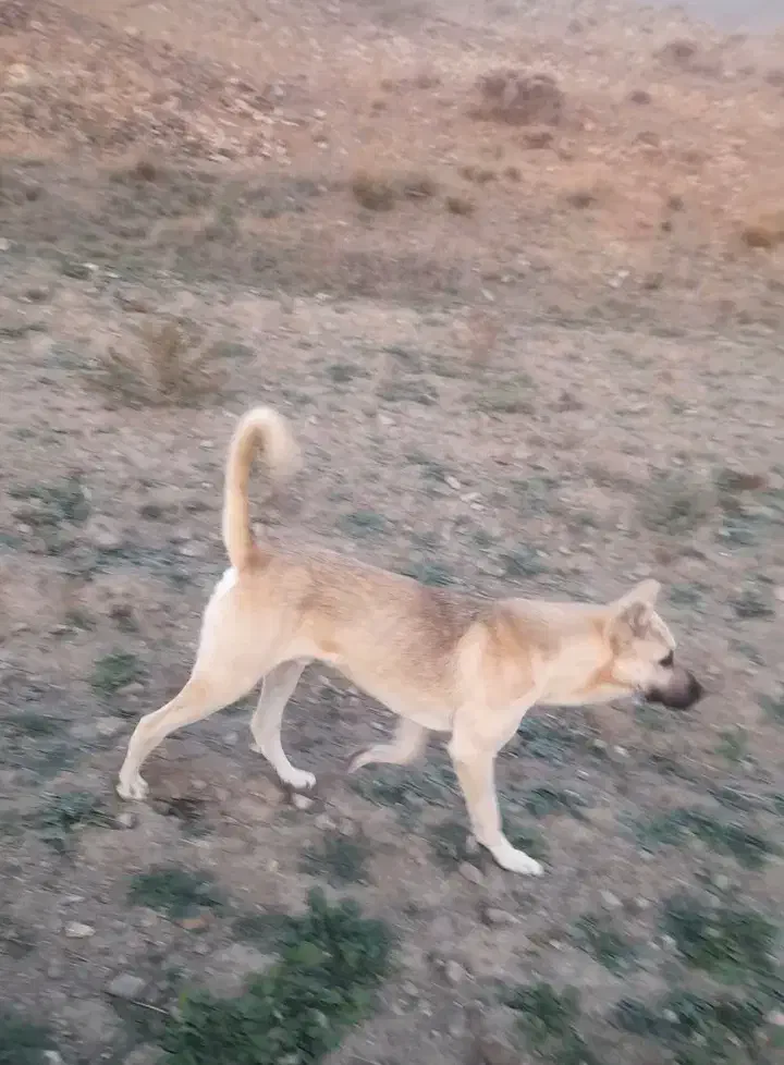 سگ سرابی|سگ|انگوت, |دیوار