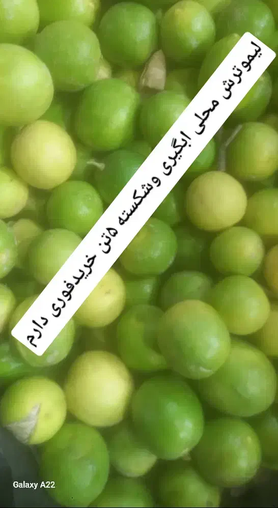 لیموترش محلی|خوردنی و آشامیدنی|شیراز, آزادگان|دیوار