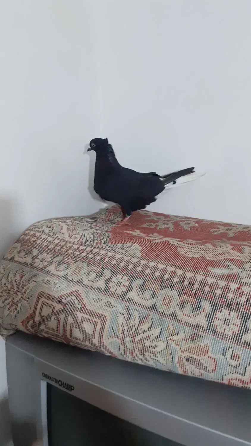 ماده زاغ دم سفید|پرنده|بروجرد, |دیوار