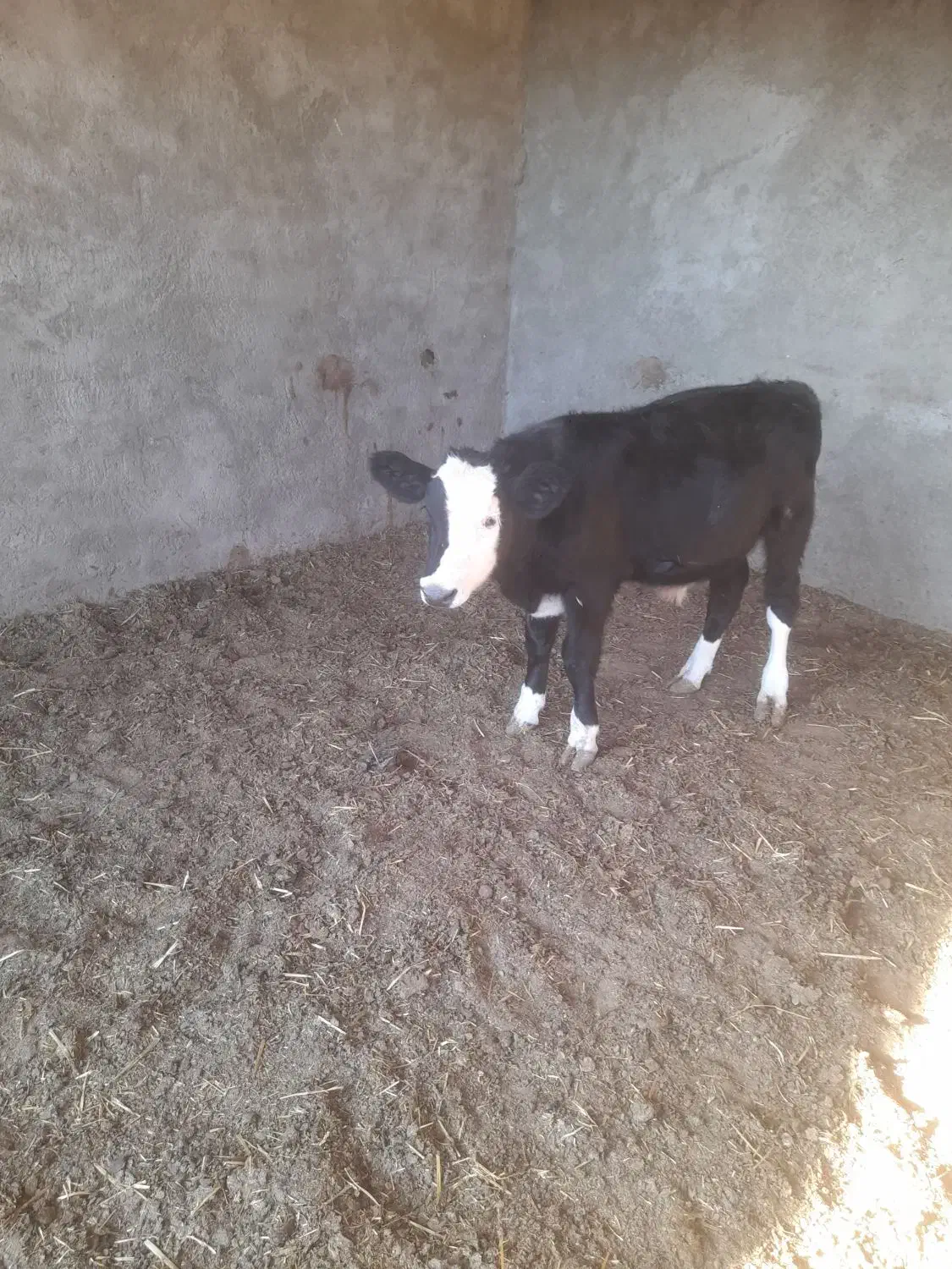 گوساله|حیوانات مزرعه|طاغنکوه, |دیوار