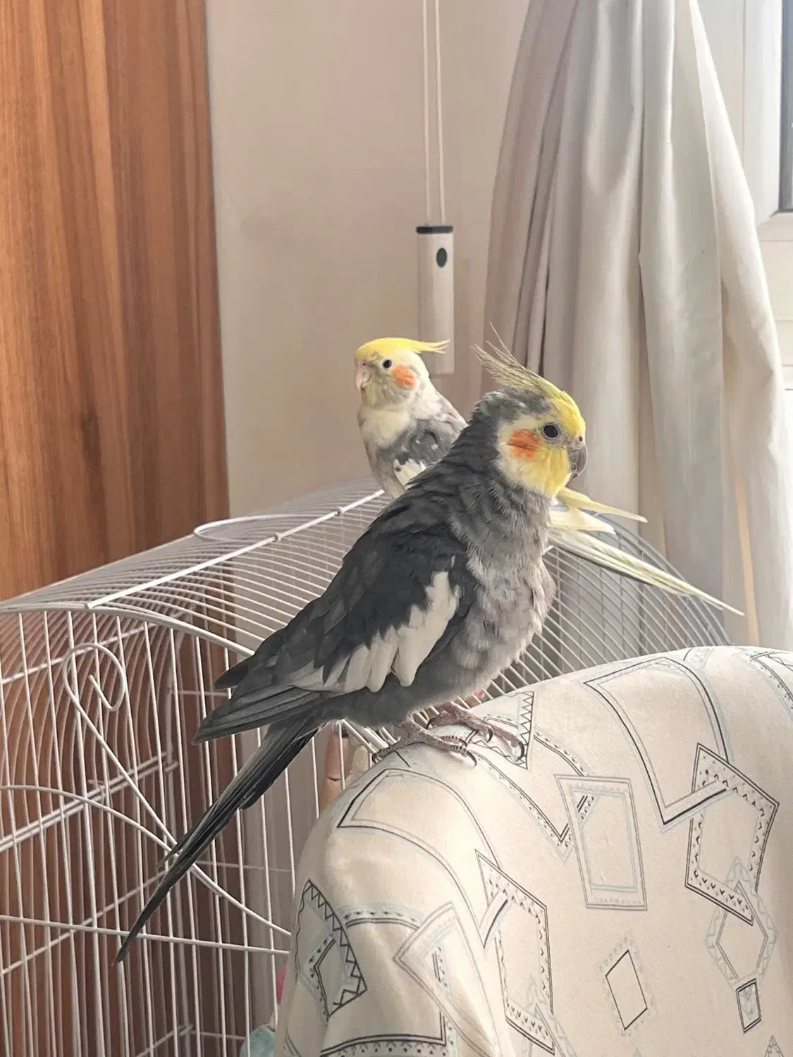 عروس هلندی نر آواز خوان مولد|پرنده|زنجان, |دیوار