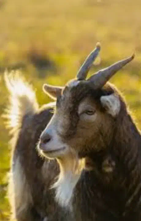 بز و بزغاله|حیوانات مزرعه|دیواندره, |دیوار