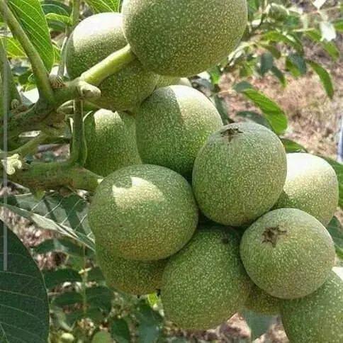 فروش نهال گردو پیوندی|خدمات باغبانی و درختکاری|نقده, |دیوار