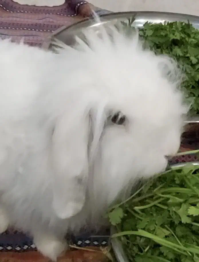 خرگوش لوپ ( لپ )|موش و خرگوش|ساوه, |دیوار