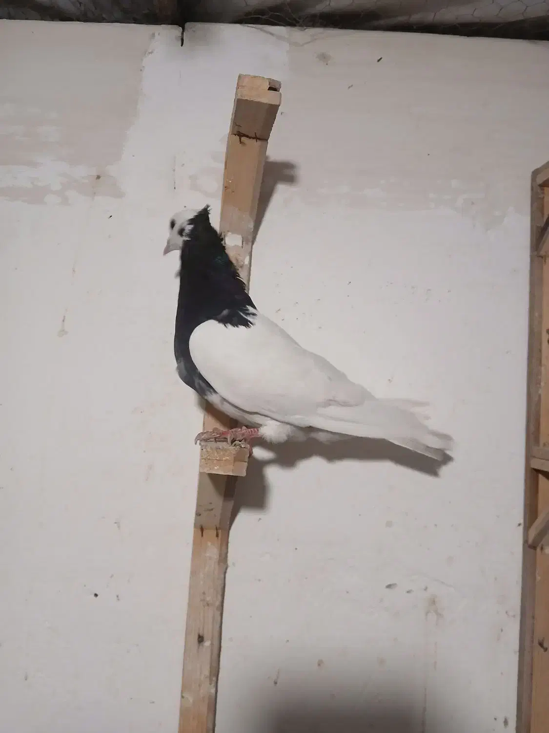 طوقی سیاه ماده|پرنده|مشهد, کارمندان دوم|دیوار