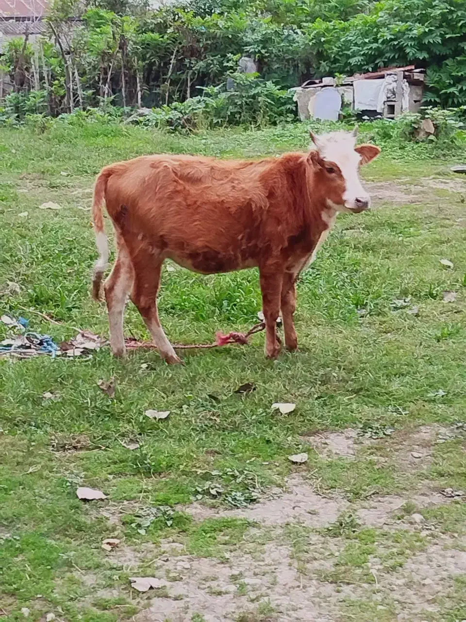 گاو گوساله چالوسی گاو ابستن|حیوانات مزرعه|رشت, پسیخان|دیوار