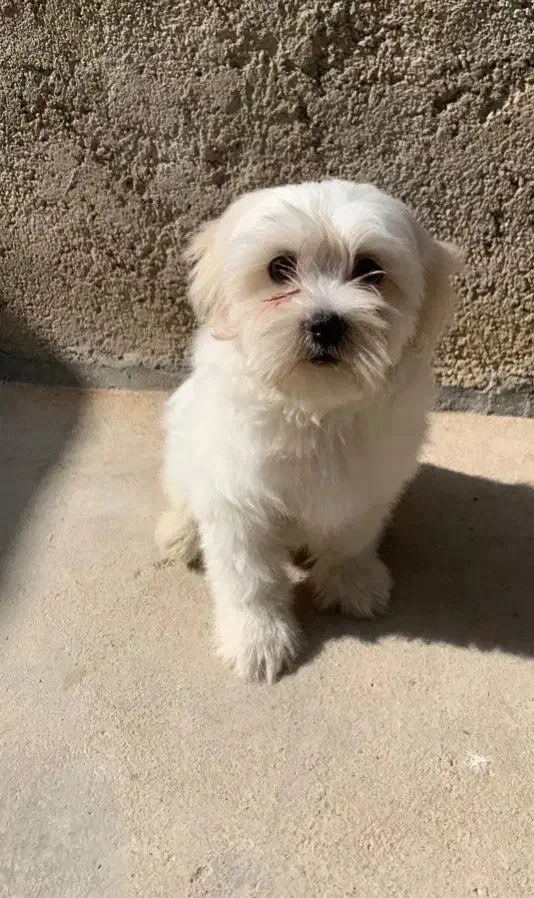 واگذاری سگ|سگ|بجنورد, |دیوار