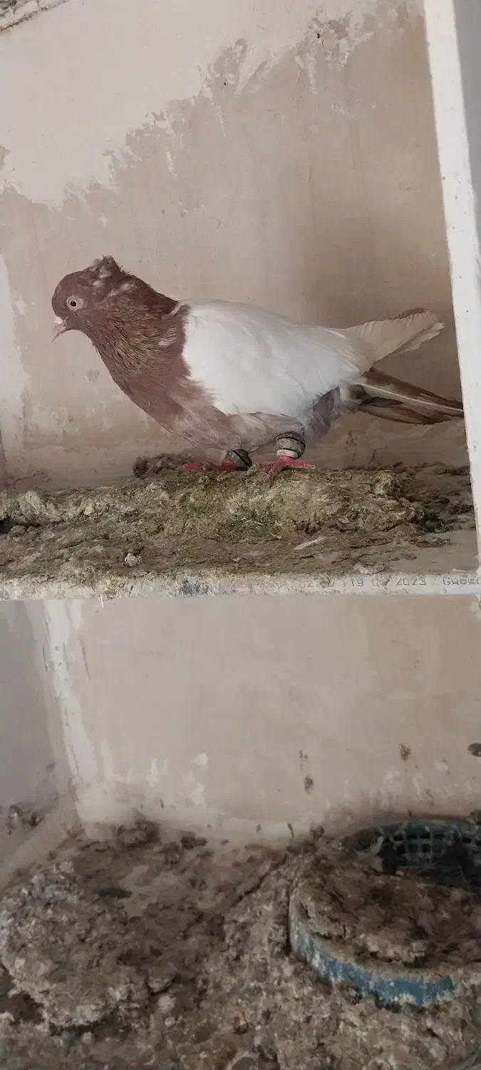 کفتر|پرنده|مشهد, ایثار|دیوار