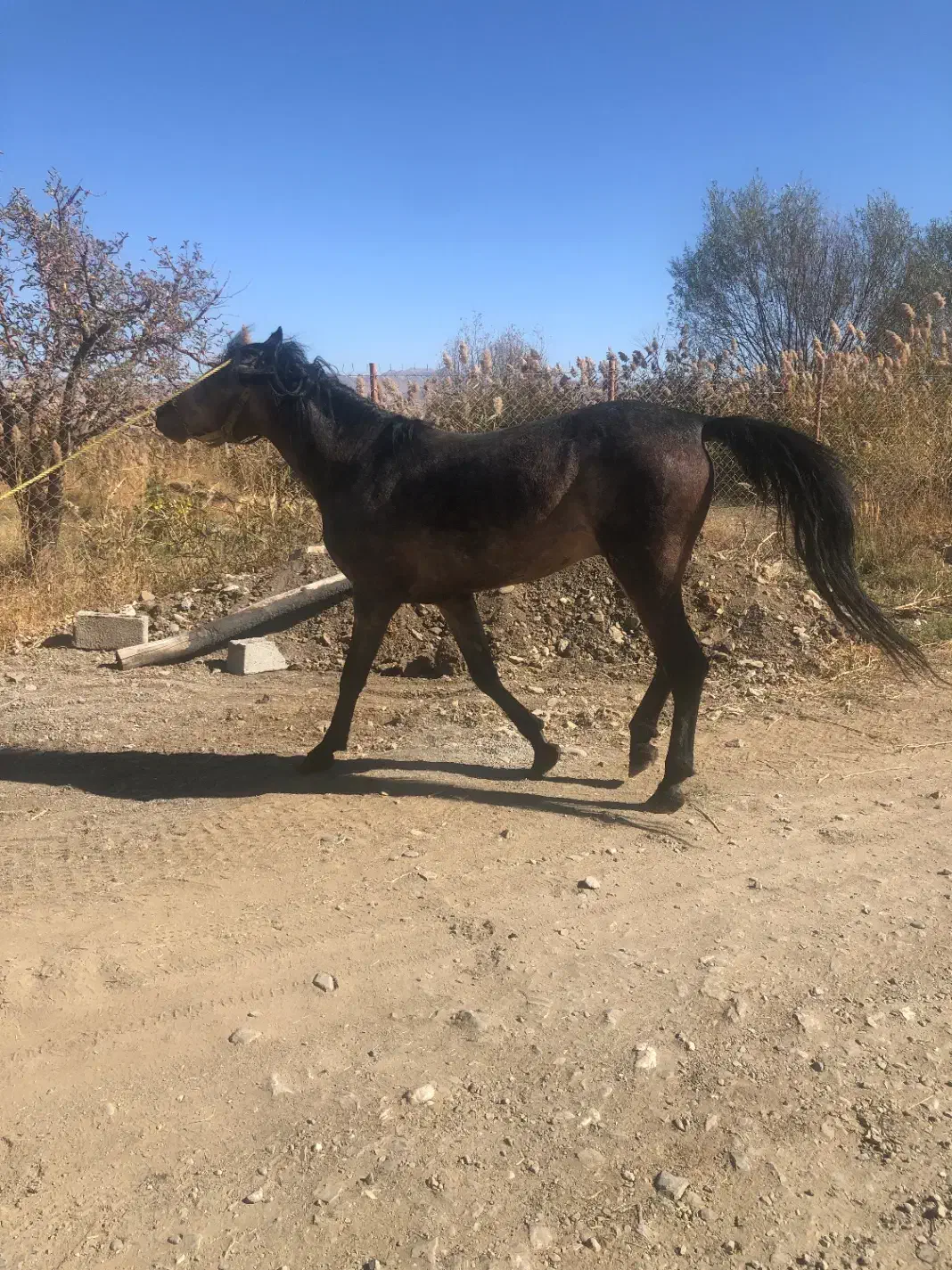 اسب ۵ساله|اسب و تجهیزات اسبسواری|پیرانشهر, |دیوار