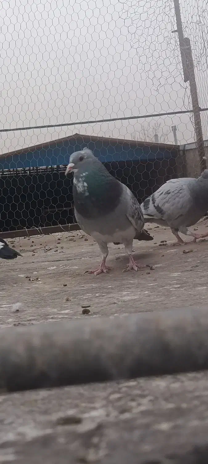 نر بدرنگ پلنگ گردن کلفت|پرنده|کرمان, |دیوار