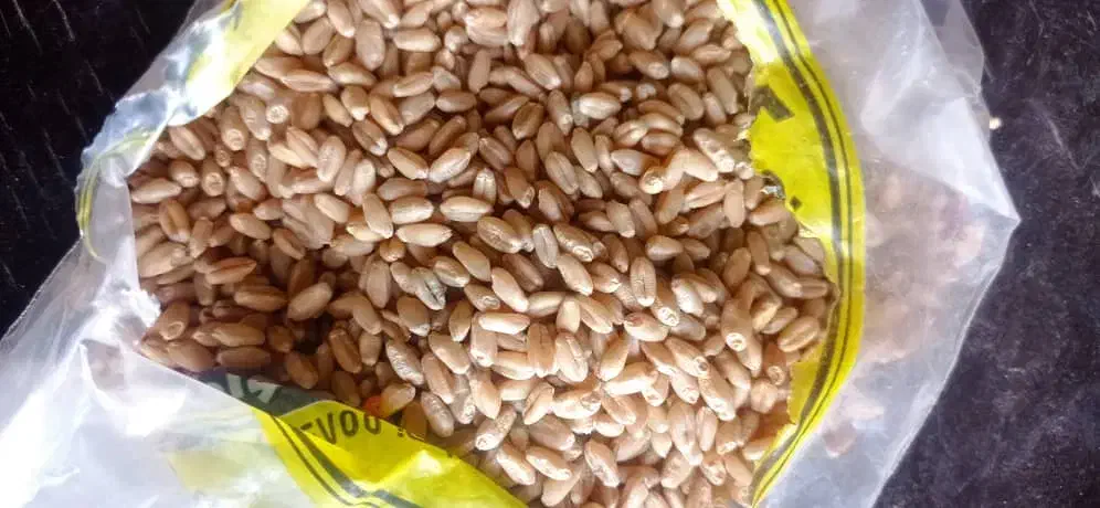 گندم|خدمات باغبانی و درختکاری|اهواز, شریعتی جنوبی|دیوار