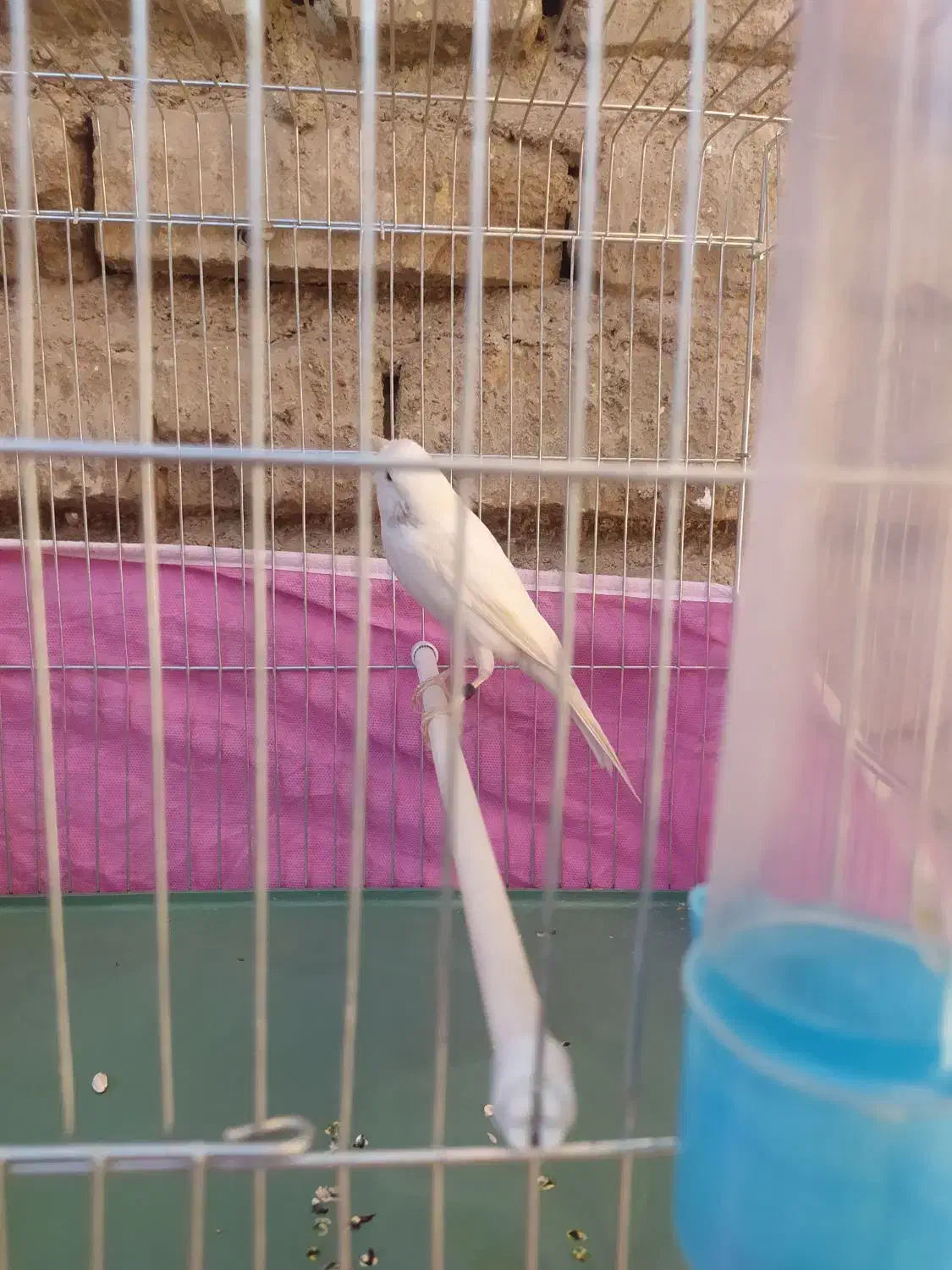 قناری سفید|پرنده|شیراز, رکنآباد|دیوار