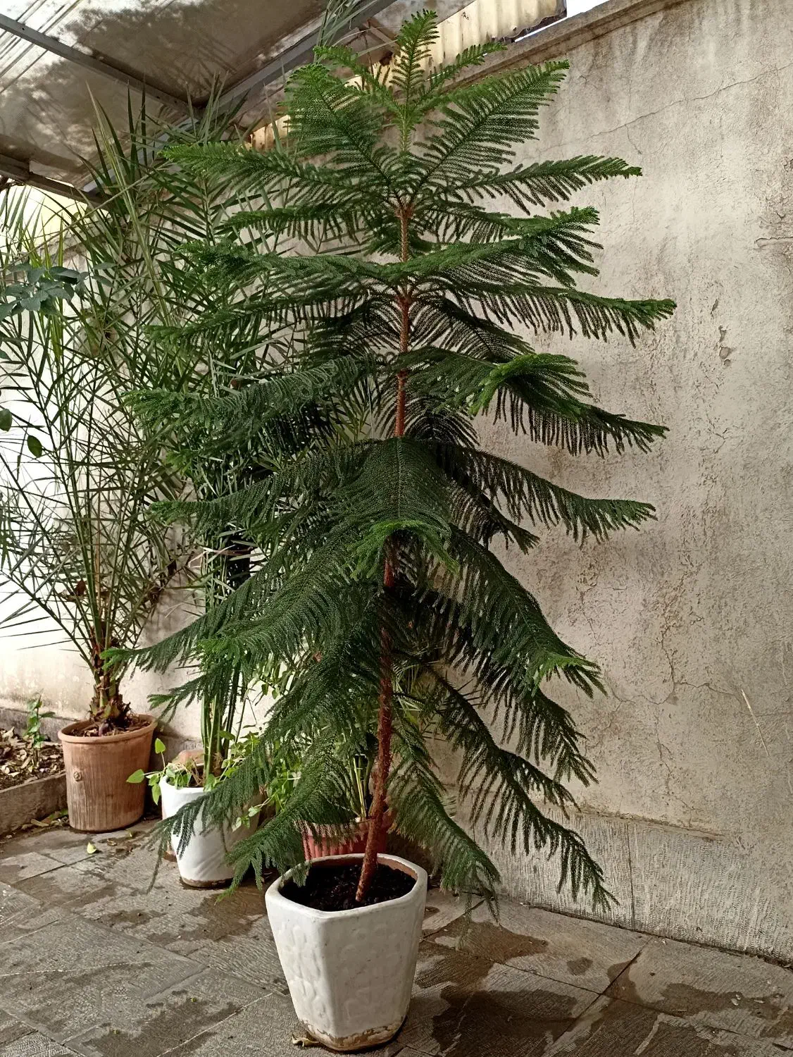 درخت کاج مطبق|گل و گیاه طبیعی|تهران, سلسبیل شمالی|دیوار