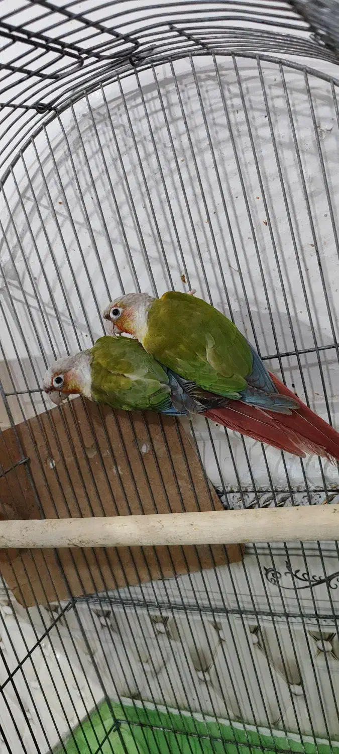 جفت گرینچیک آناناسی رد مولد|پرنده|اهواز, کمپلو جنوبی|دیوار