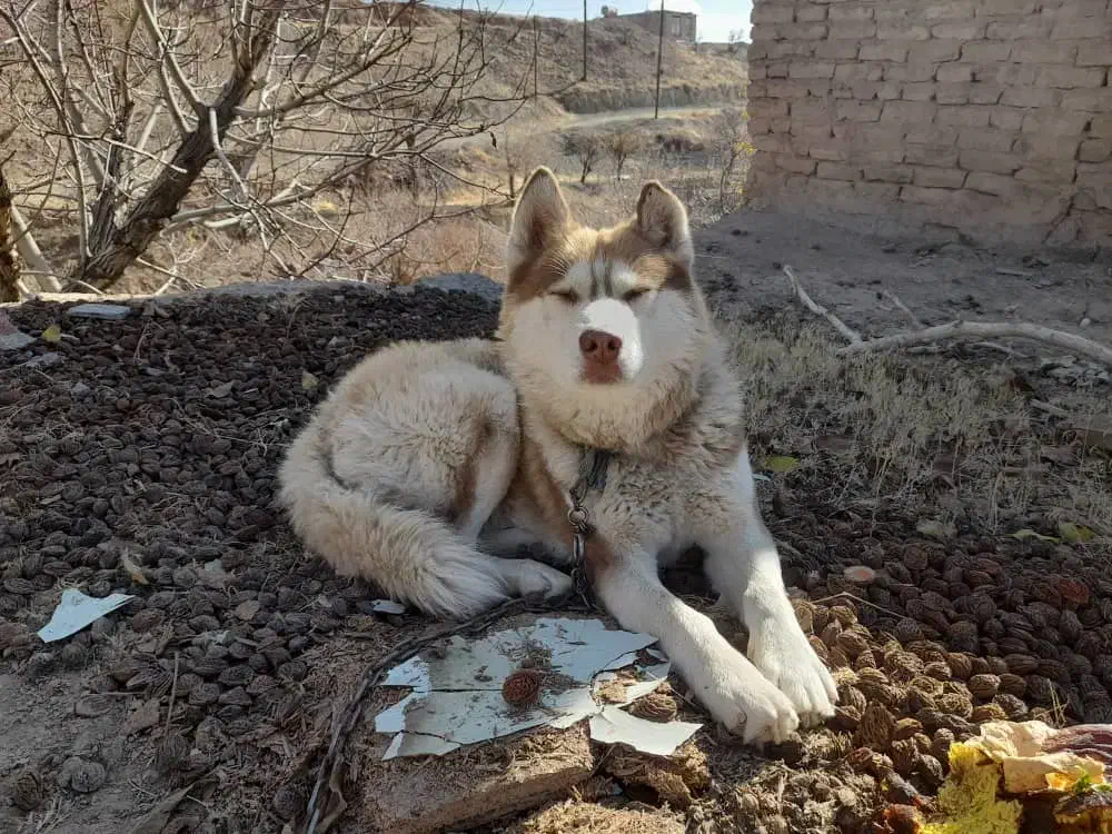 هاسگی|سگ|مشکین‌دشت, |دیوار