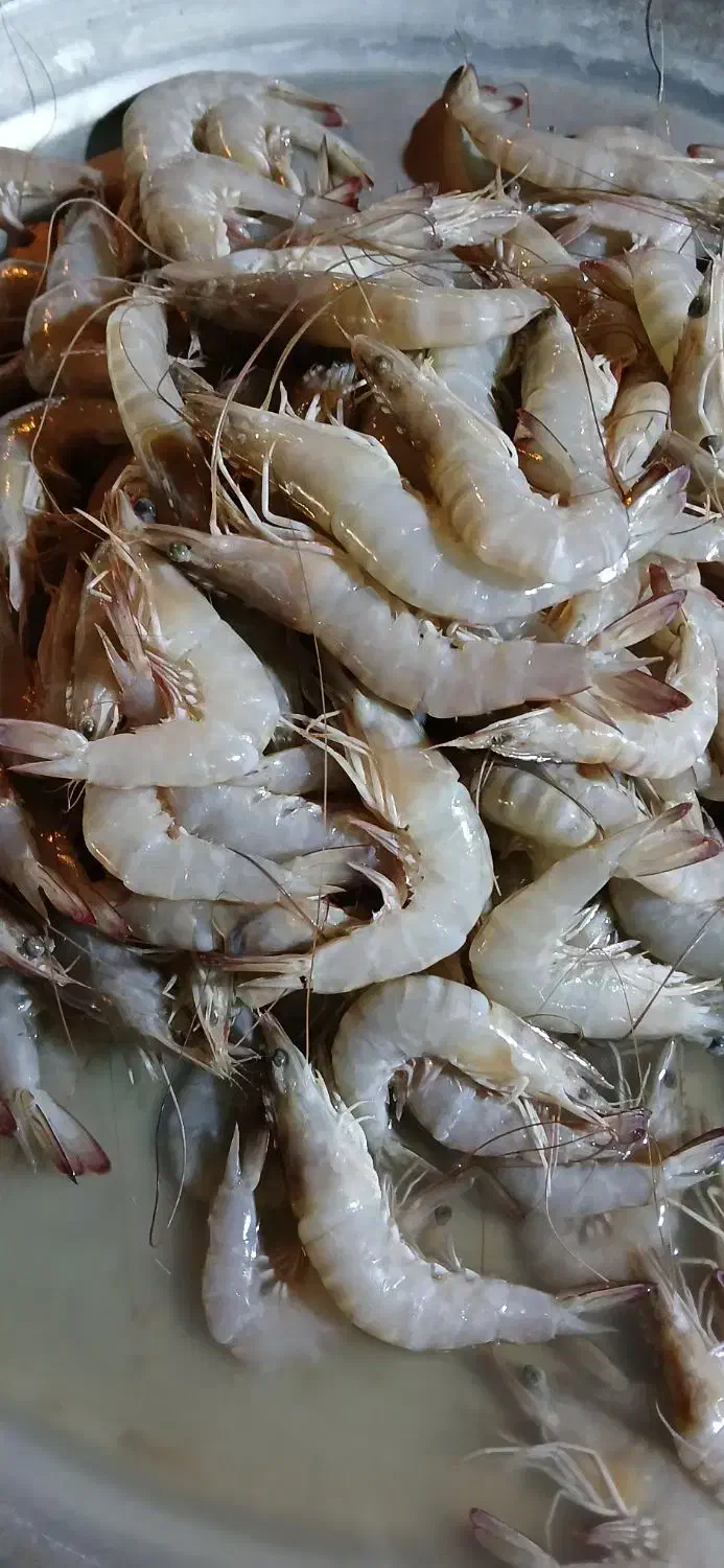 میگو مطاف|خوردنی و آشامیدنی|بندر دیر, |دیوار