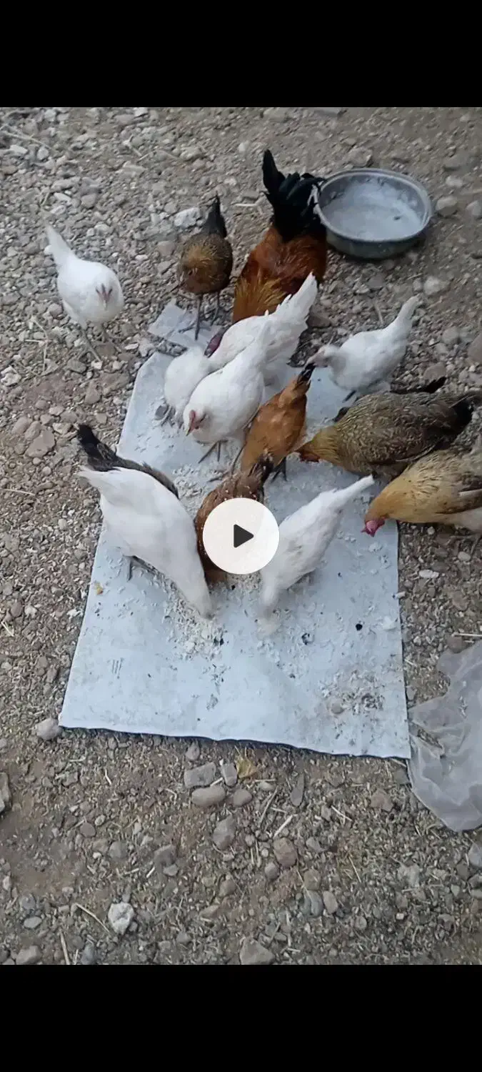 دونی سیصد|حیوانات مزرعه|پاتاوه, |دیوار