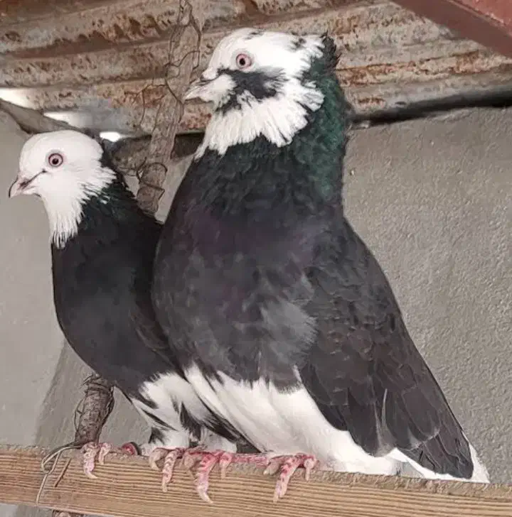 شازده کاکلی|پرنده|رزن, |دیوار