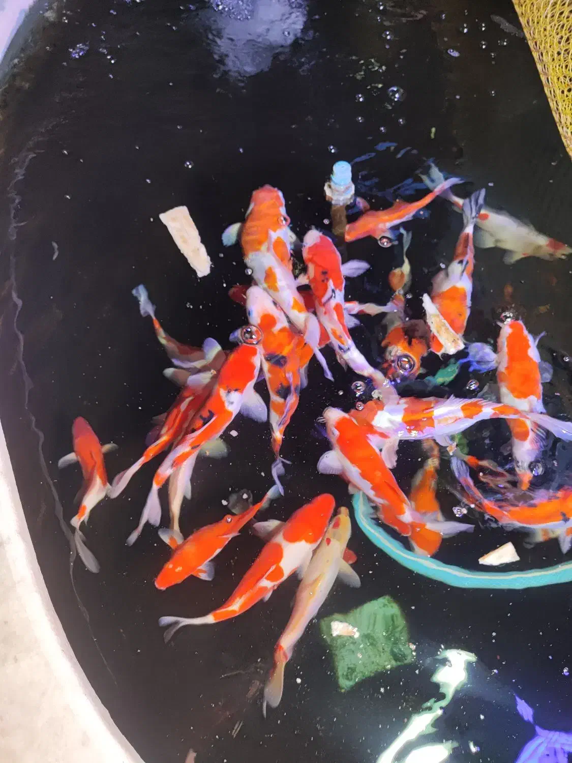 ماهی کوی گرید aaa فول چرم|ماهی|تبریز, |دیوار