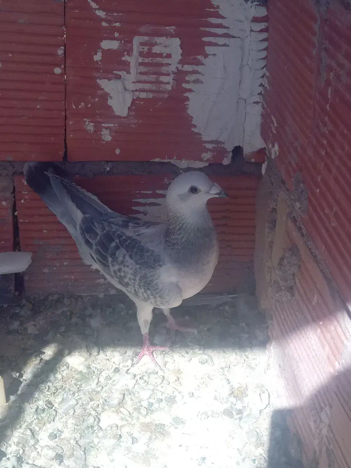 نر بدرنگ کلاغ کرمونی اصل|پرنده|کرمان, |دیوار