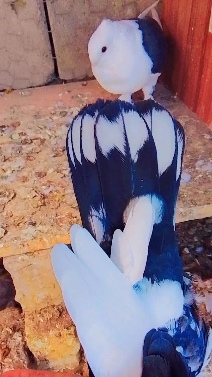 کفتر موشی|پرنده|منوجان, |دیوار