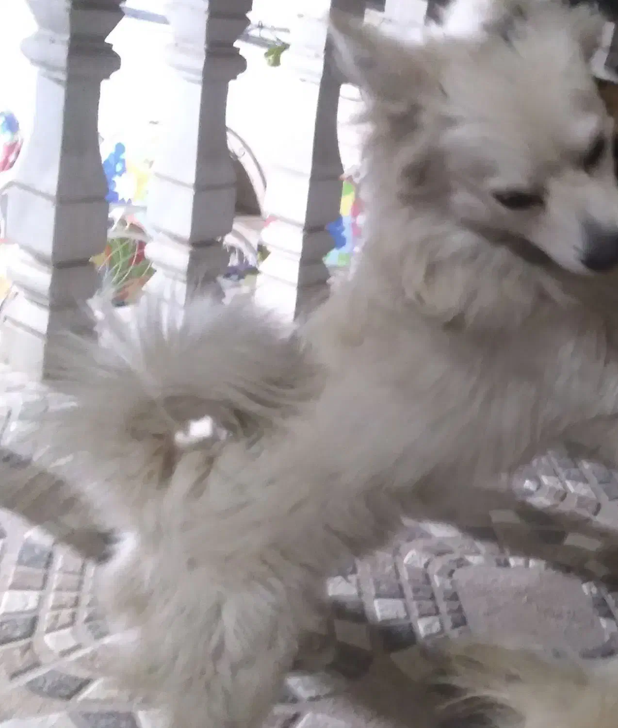 دوساعت قبل یه سگ پاکوتاه درزیاران گم شده|سگ|آبیک, |دیوار