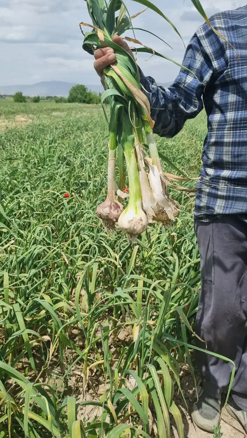سیر|خدمات باغبانی و درختکاری|بیضا, |دیوار