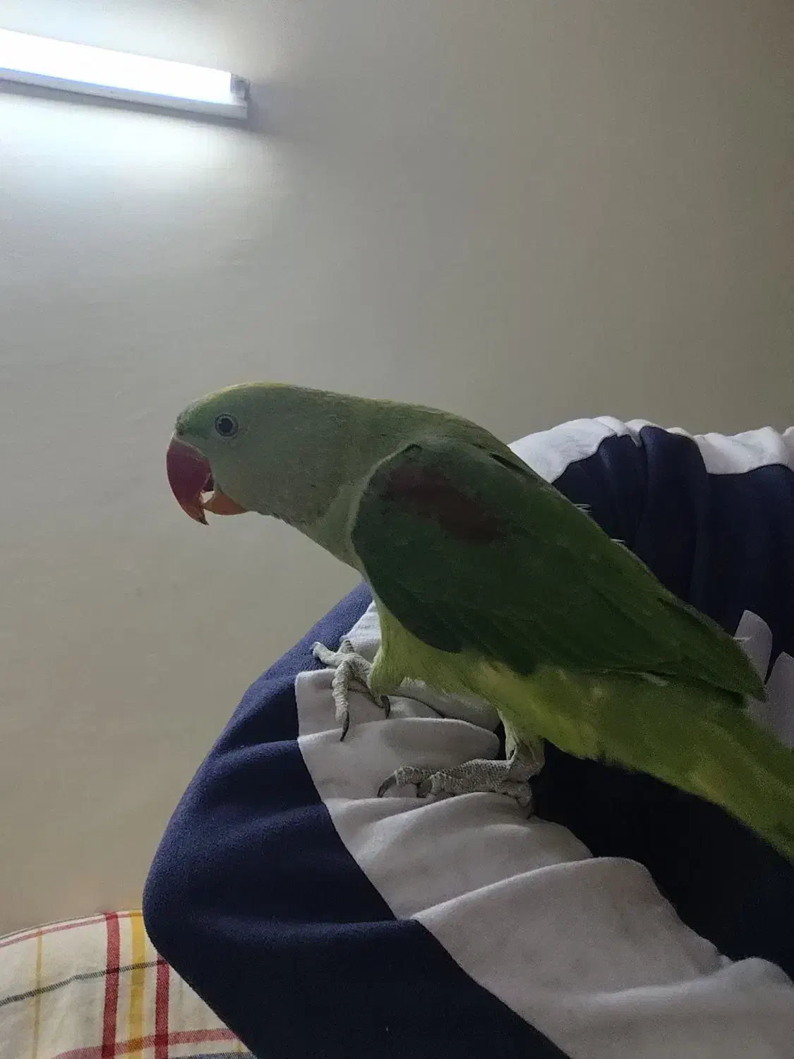 یک شاه طوطی نر شاه تخم یک جفت ملنگو شیطون و ملوس|پرنده|تهران, دردشت|دیوار