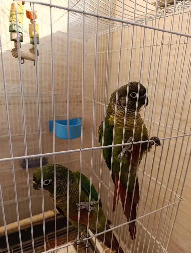 گرینچیک|پرنده|اصفهان, بهارستان|دیوار