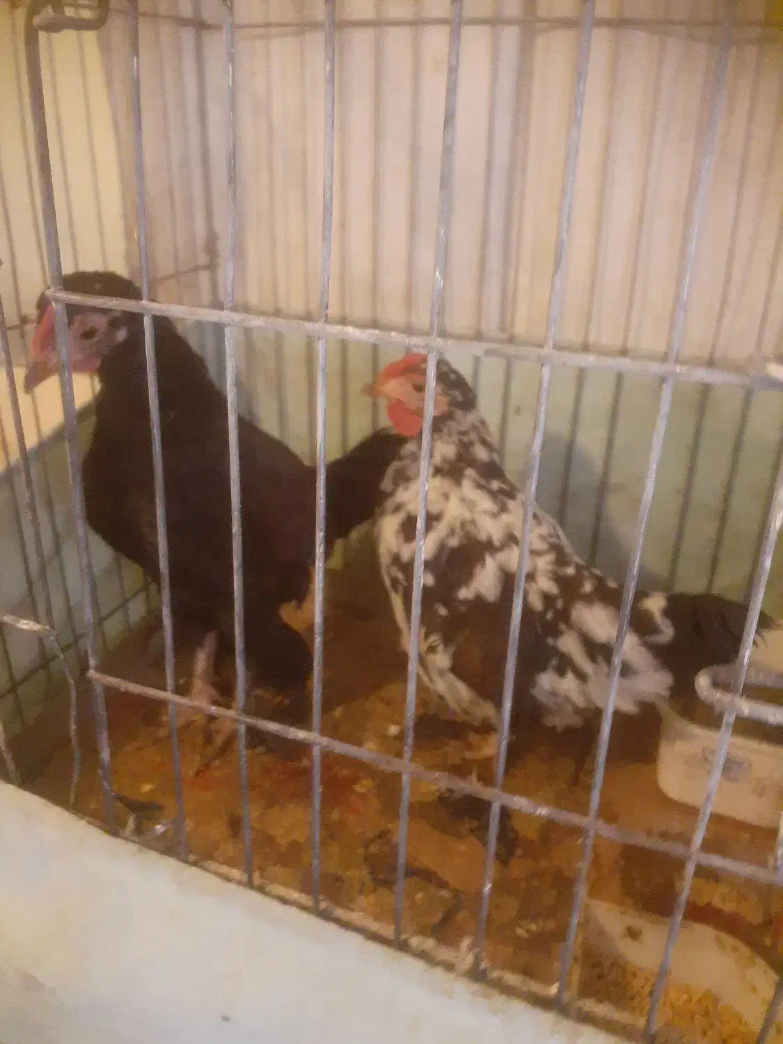 دوعدد جوجه زینتی چهل تاج|حیوانات مزرعه|تبریز, |دیوار