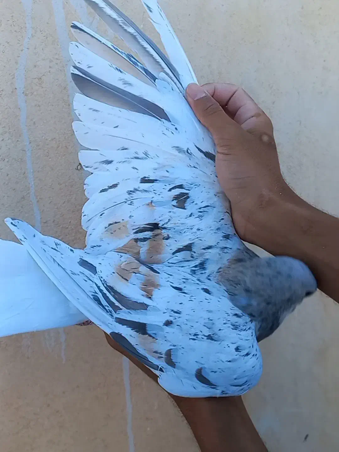 کبوتر  هفت رنگ  لطفا اگهی کامل خوانده شود|پرنده|زاوه, |دیوار