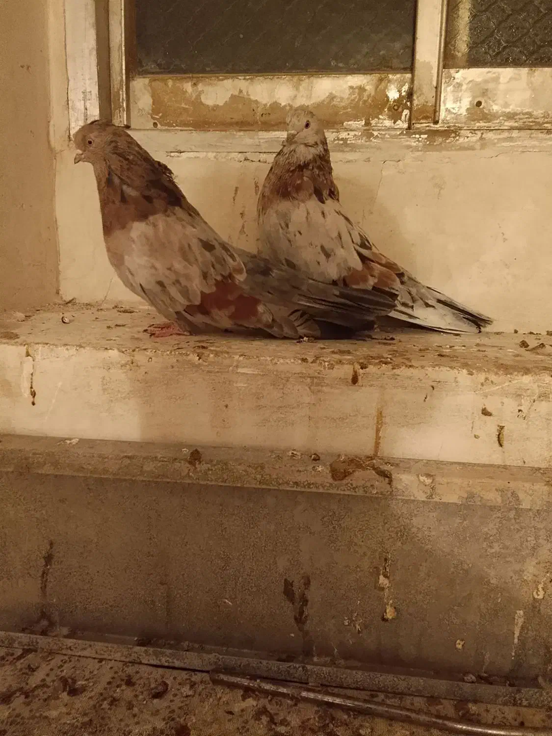 کبوتر هفت رنگ سرور تهرانی|پرنده|تهران, امام زاده عبدالله|دیوار