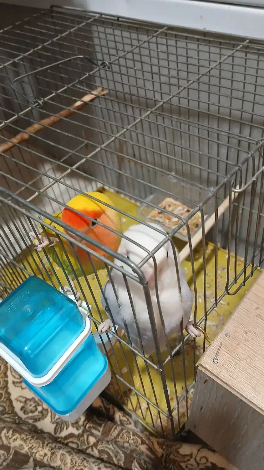 طوطی برزیلی مولد|پرنده|ملارد, |دیوار