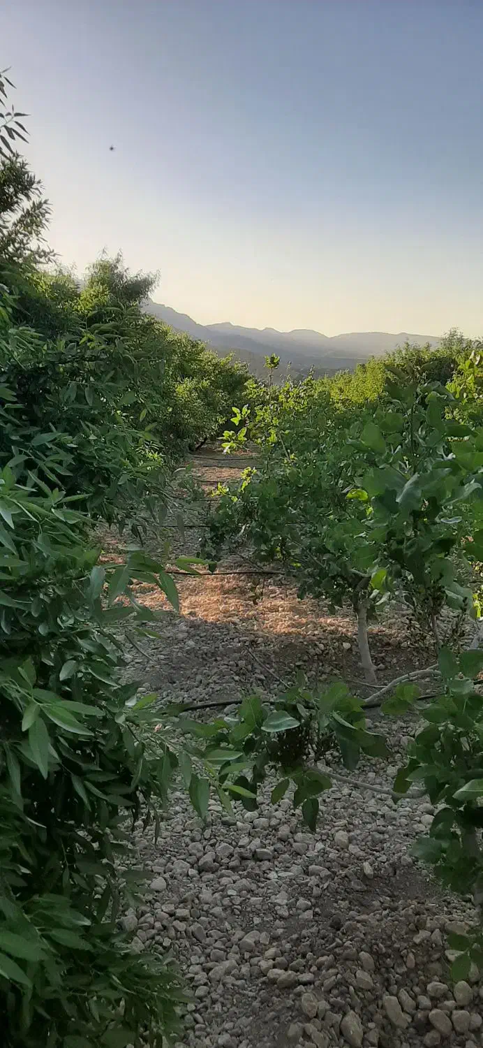 فروش باغ بادام وپسته|فروش دفتر صنعتی، کشاورزی، تجاری|کوهنجان, |دیوار