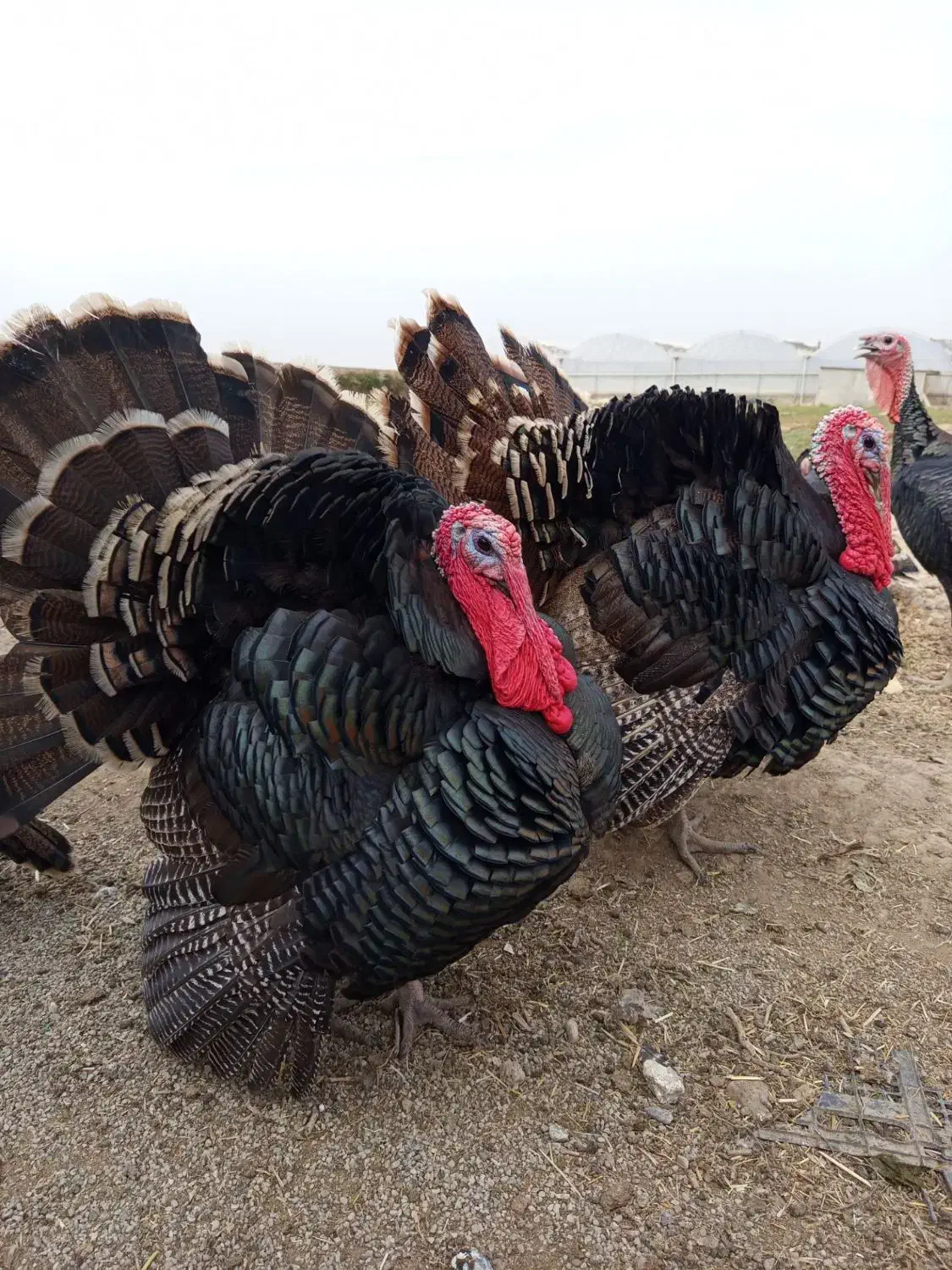 بوقلمون بالغ برنزه|حیوانات مزرعه|ورامین, ورامین|دیوار