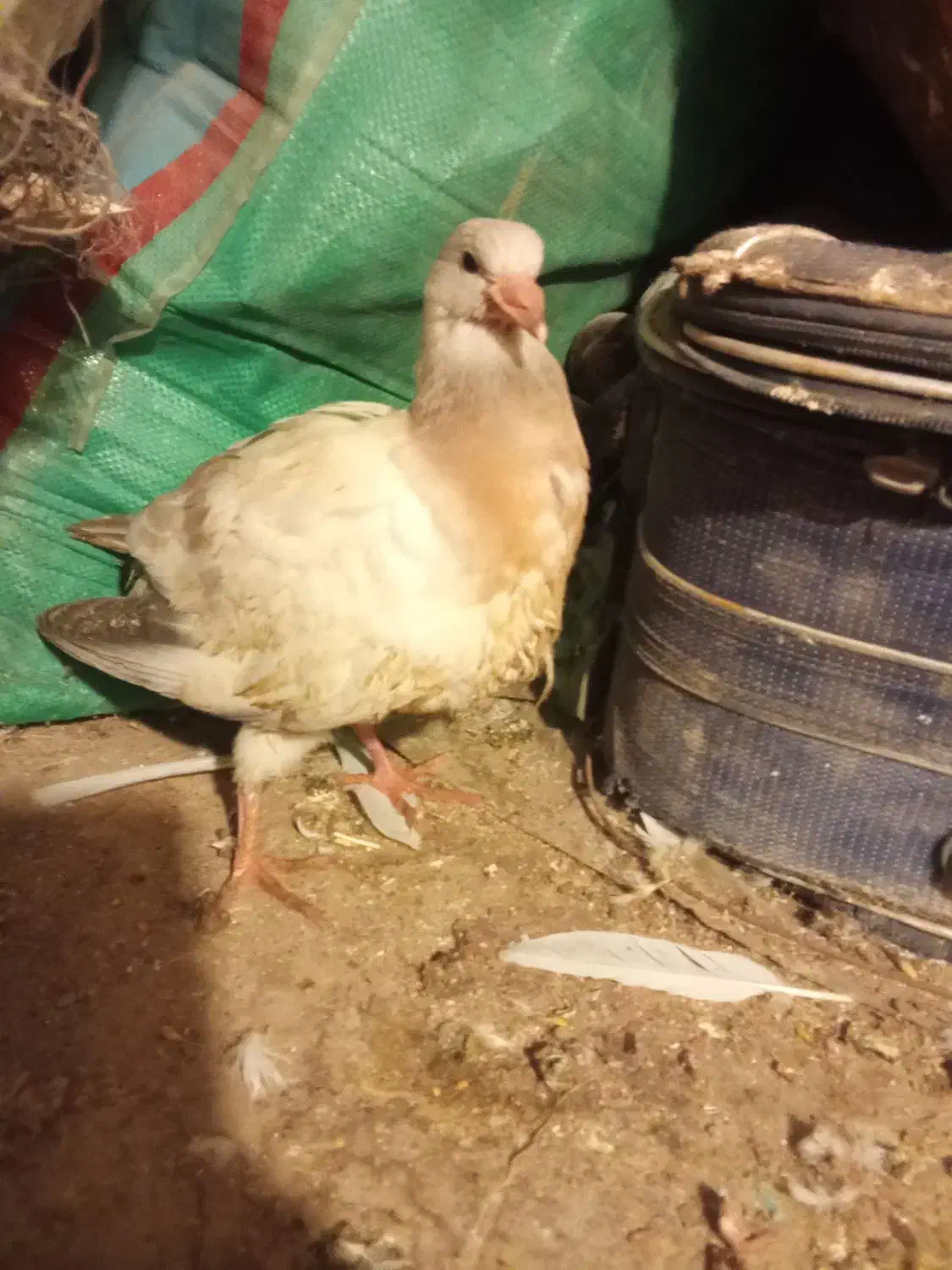 کبوترطوقی|پرنده|محمدشهر, ولدآباد|دیوار