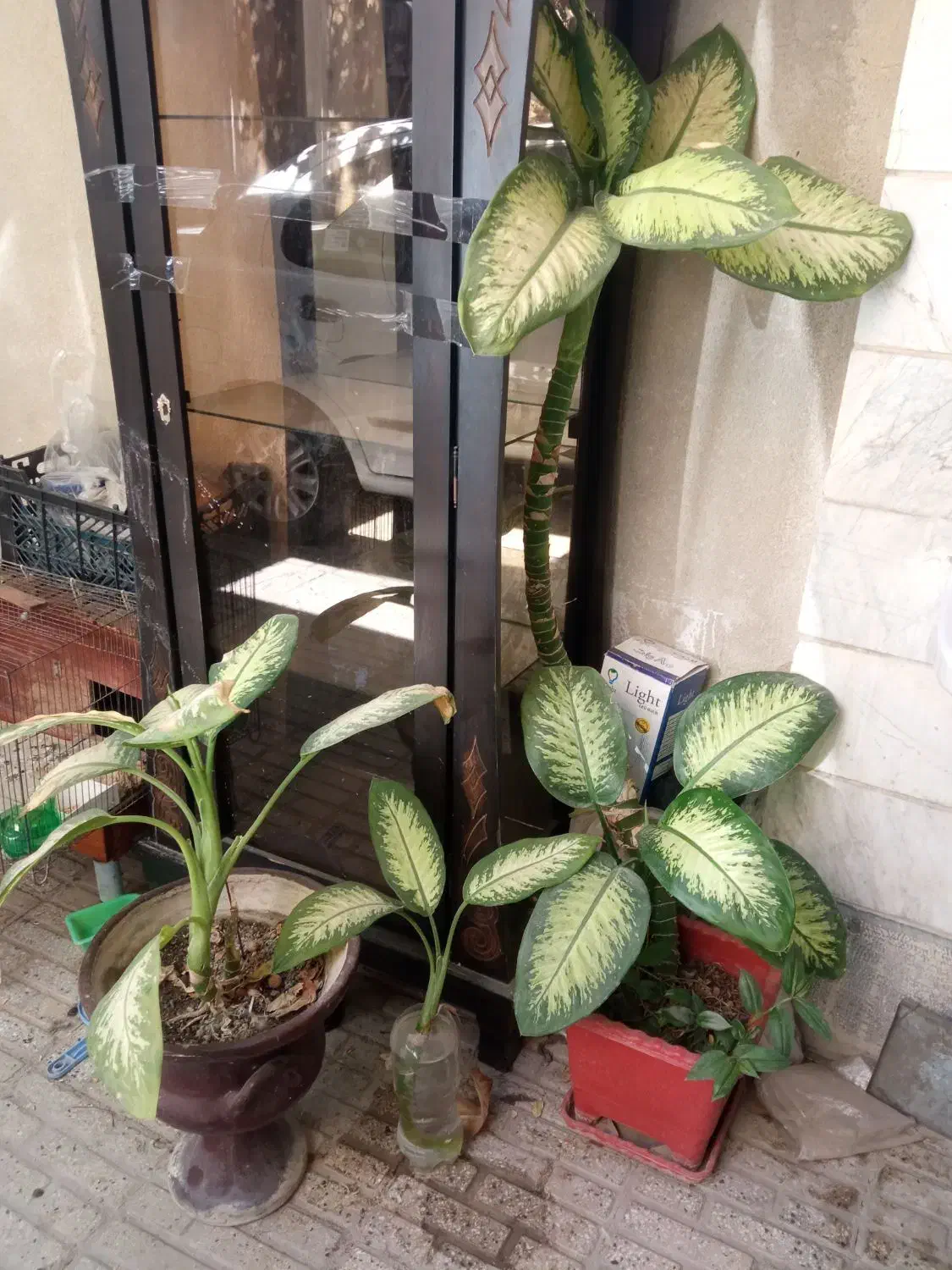 گل دیفن باخی|گل و گیاه طبیعی|کرمانشاه, |دیوار