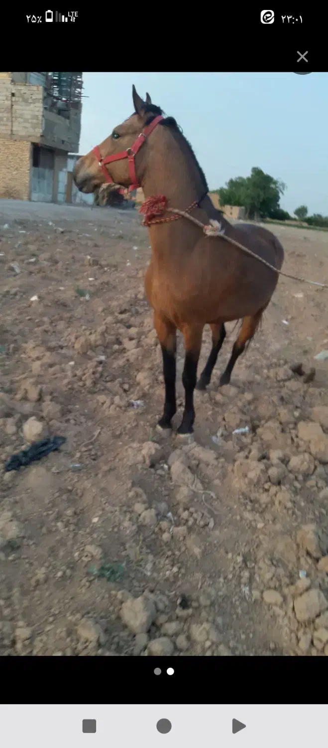 مادیان معاوضه با موتور وگوسفند|اسب و تجهیزات اسبسواری|اصفهان, مارچین|دیوار