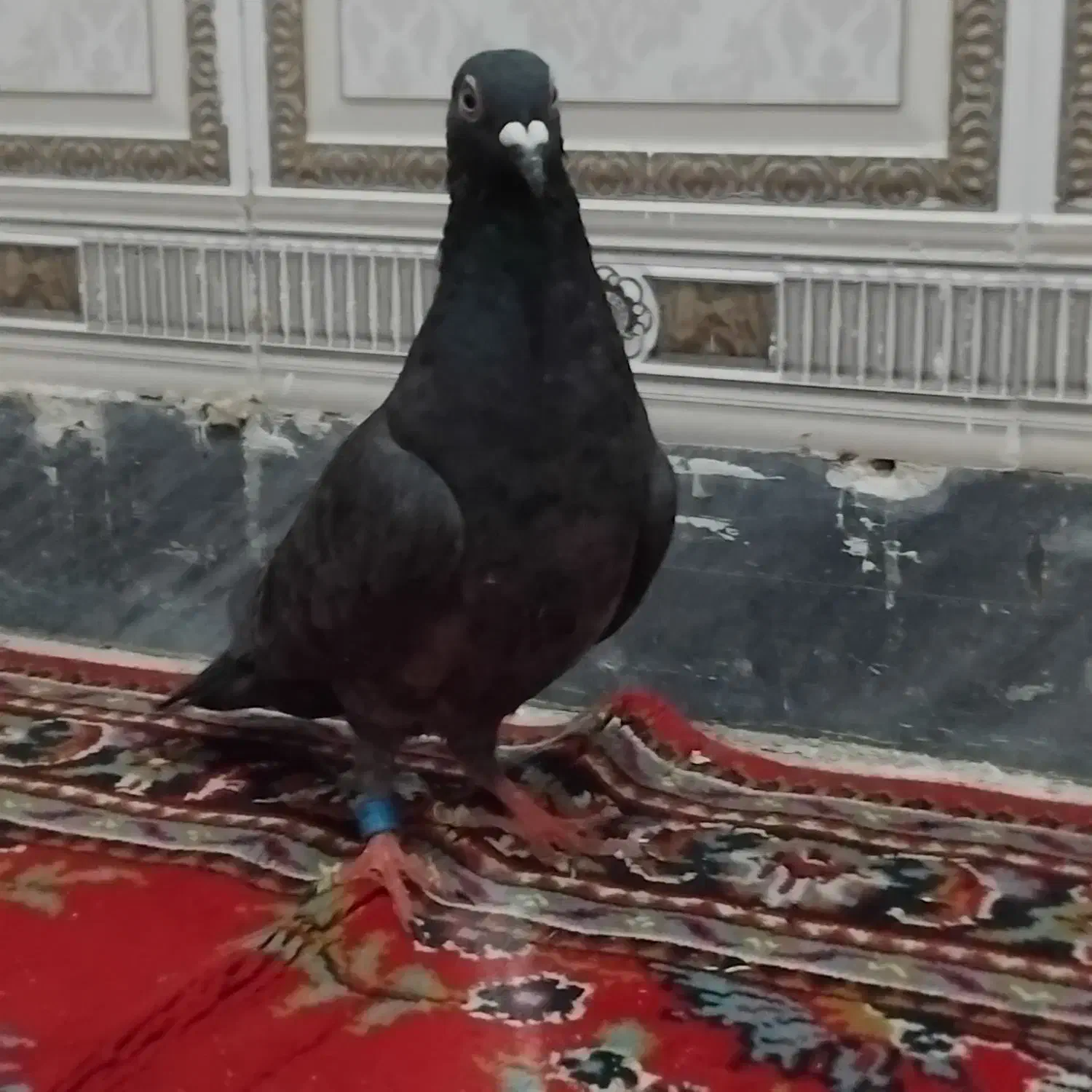 ۳تا کبوتر|پرنده|پلدختر, |دیوار