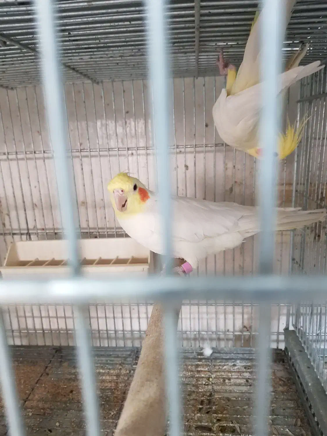 عروس هلندی مولد|پرنده|قم, چهل اختران|دیوار