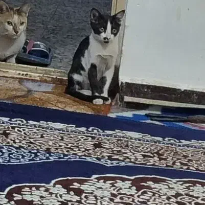 واگذاری گربه|گربه|دزفول, |دیوار