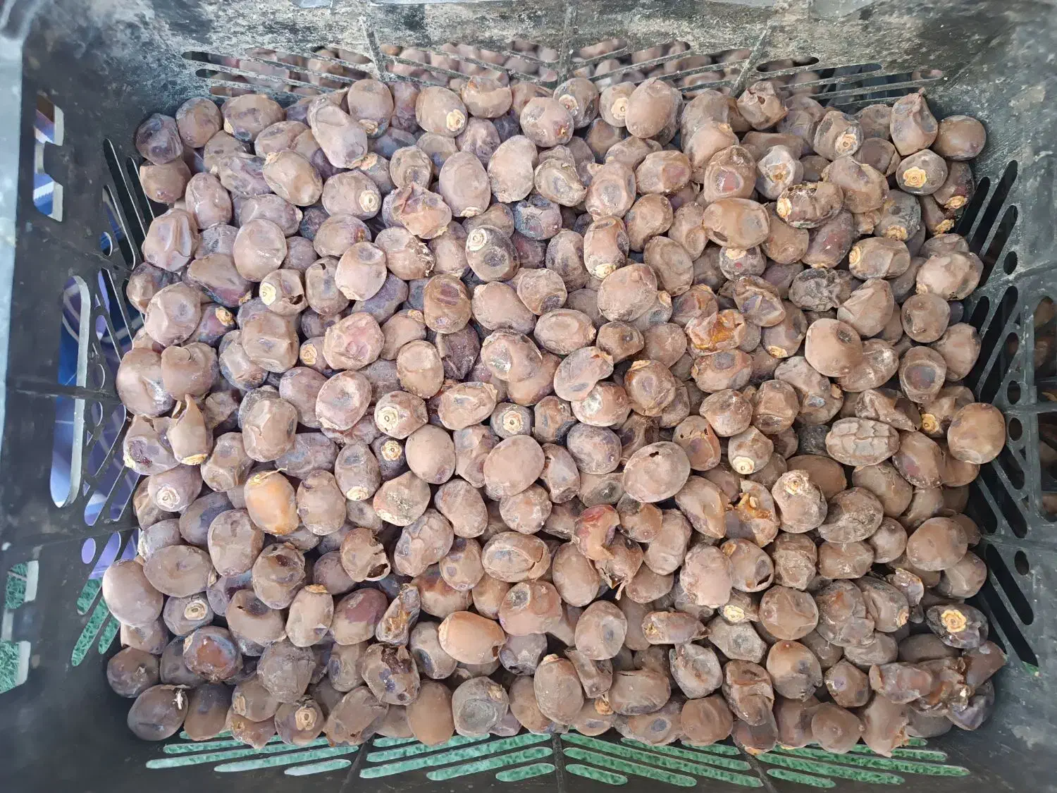 خرمای نخل خانگی برحی|حراج|شادگان, |دیوار