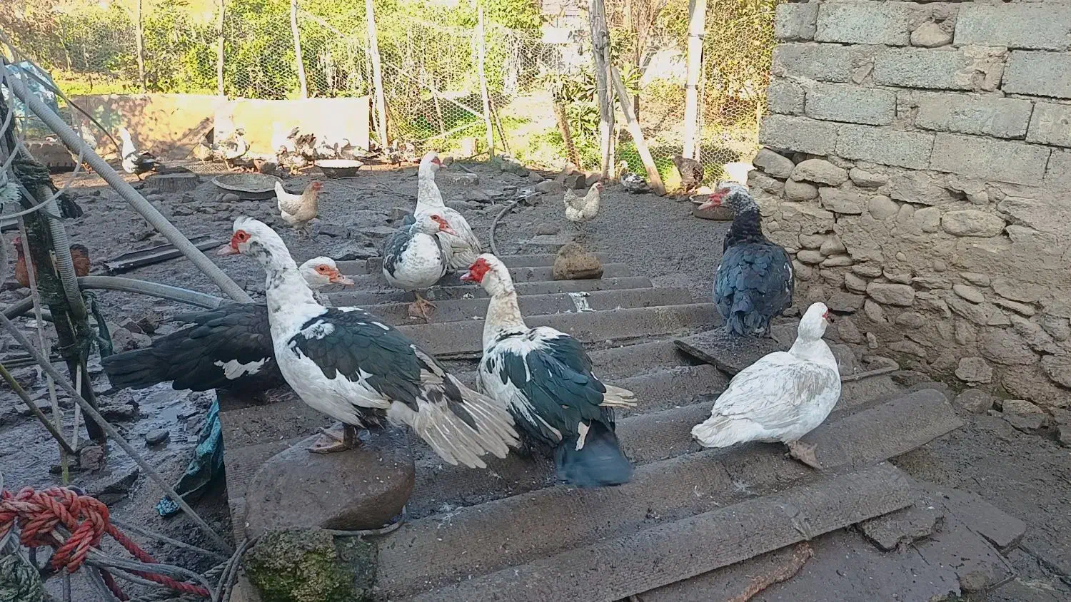 فروش اردک اسراییلی و غاز لیندا|حیوانات مزرعه|ساری, |دیوار